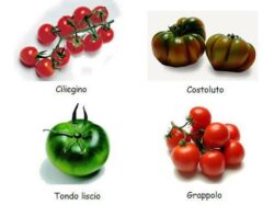 Pachino Tomato types