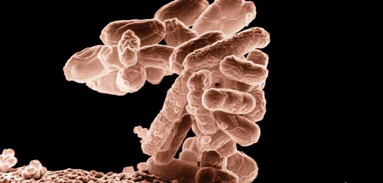 Ecoli big shot from wikipedia
