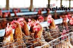 caged hens for egg production News 18 website