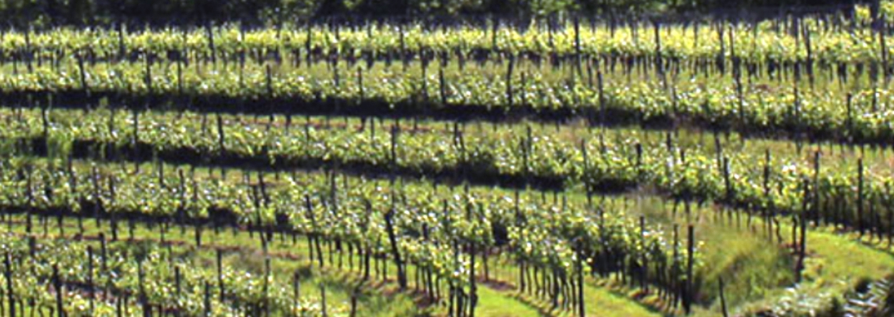 Tercic vineyard big shot