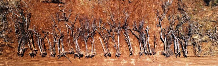 Mighty Earth image Cargill report72