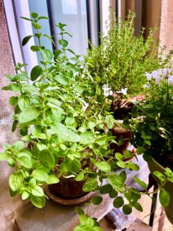 herbs on windowsill in Bologna