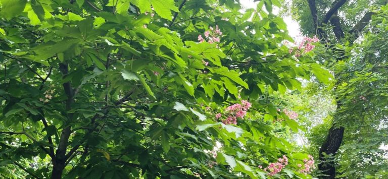 Bologna Trees big shot