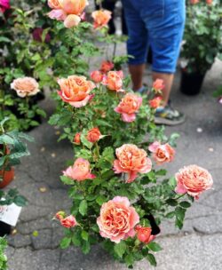 roses Giardini Terrazzi