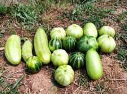 aliancucumbershop image72dpi