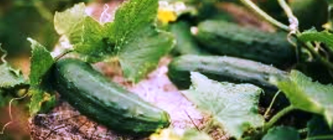 Ingredients: Italian Cucumber Dynasty In England