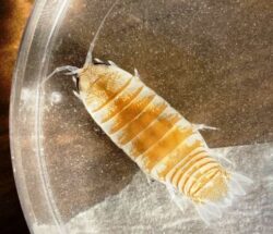 Sea-lice-3-Credit-Rachael-Peart