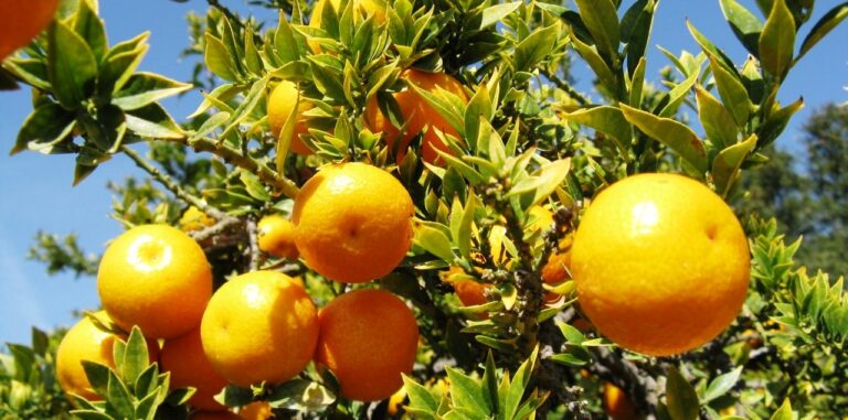 Citrus myrtifolia from Wikipedia 72dpi