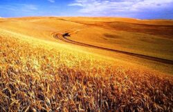 Wheatfields Idaho from wikipedia