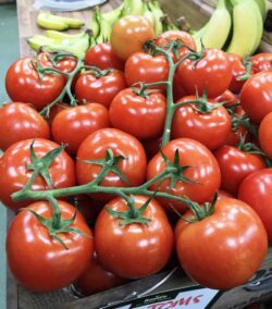 dutch-vine-tomatoes rossco website72