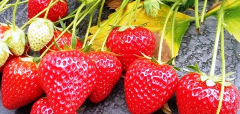Fresh Italian strawberries piled together