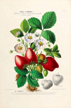 Botanical illustration of strawberry plants