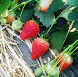 Irma strawberry variety